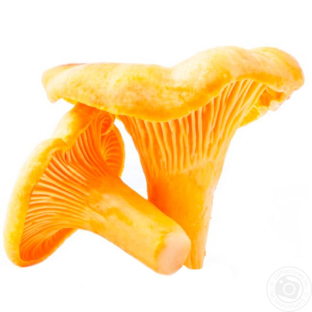 Medicinal chanterelle mushrooms rich in D-mannose and quinomannose