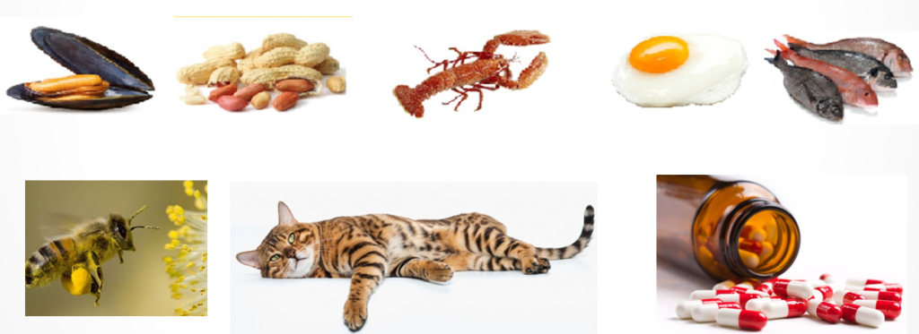 Illustration of common allergens including mussels, peanuts, lobster, fish, a bee collecting pollen, a cat, and spilled red-and-white capsules from a pill bottle.