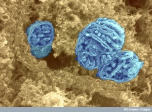 Electron micrograph of mitochondria (false-colored blue).
Source: Wellcome Images, CC BY 4.0